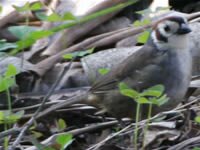Prevost&rsquo;s Ground-Sparrow